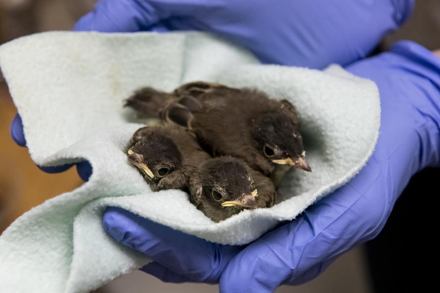 hands wearing medical gloves holding 3 baby birds in a little blanket
